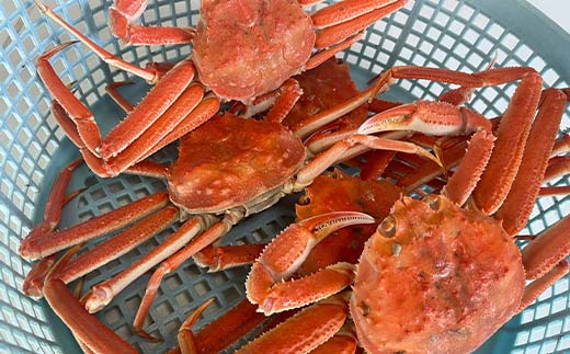 【期間限定！寄附額改定↓！】(茹でたて!!未冷凍!!)(訳あり)北海道産・大ずわいかに(茹でたて・未冷凍) 6～9尾入 カニ ズワイガニ 蟹 楚蟹 ずわいガニ ずわい蟹 冷蔵 ボイル 海産物 _F4F-8030