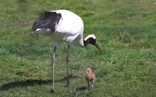 阿寒湖旅情の旅 (普通車） 釧路湿原 釧路市 旅行 トラベル 空港 市内観光 観光 _F4F-7966
