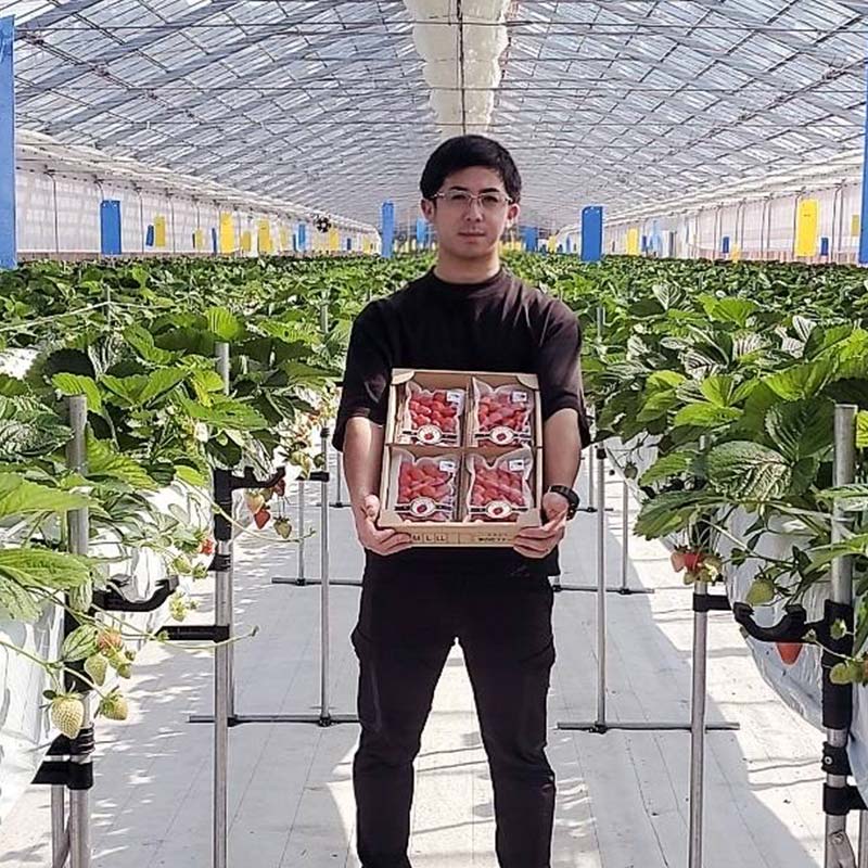 【期間限定！寄附額改定↓！】＜無地熨斗あり＞2026年先行予約 北海道産いちご すずあかね 32～60粒×1箱 【2026年6月末から順次発送】 夏いちご イチゴ 苺 フルーツ 果物 ジャム スイーツ 贈答用 ギフト 国産 北海道 釧路市 _F5F-0197