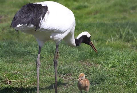 北海道釧路市（阿寒湖エリア）ANAトラベラーズホテル割引クーポン（3,000点）_F4F-1714