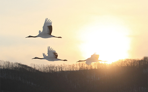 【期間限定！寄附額改定↓！】【北海道釧路市】長期滞在向け 長期滞在物件 割引券 50,000円分 移住 二拠点 生活 ワーケーション チケット マンション 釧路 道東 避暑 花粉ゼロ ちょっと暮らし 観光 体験 _F5F-0090