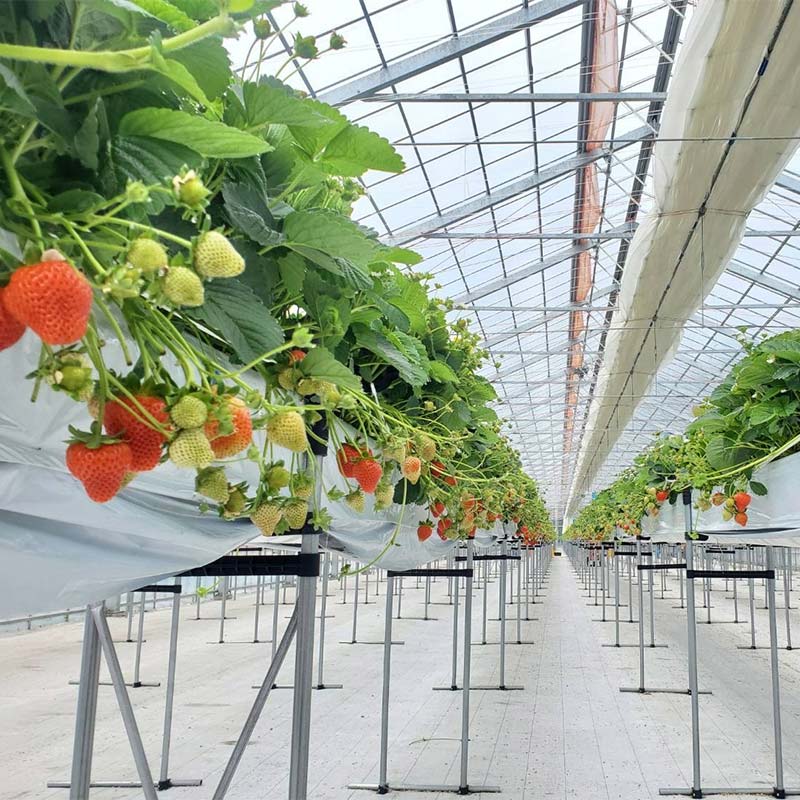 2026年先行予約 北海道産いちご すずあかね 32～60粒×2箱 【2026年6月末から順次発送】 夏いちご イチゴ 苺 フルーツ 果物 ジャム スイーツ 贈答用 ギフト 国産 北海道 釧路市 いちご _F5F-0092