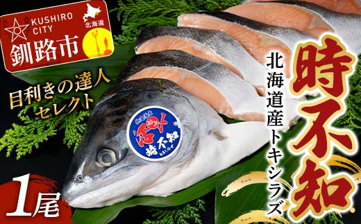 【目利きの達人セレクト】天然 時不知 （トキシラズ） 白鮭 1尾 希少 初夏の鮭 脂のり抜群 時鮭 鮭 海鮮 魚 鮮魚 さけ サケ しゃけ シャケ 時不知 ときしらず 北海道 釧路市 _F5F-0073