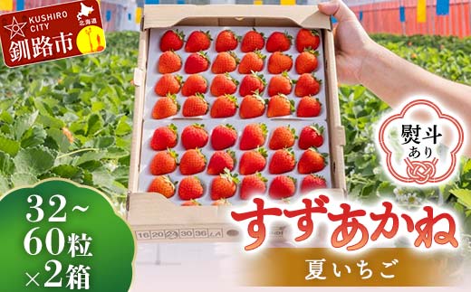 ＜無地熨斗あり＞ 2026年先行予約 北海道産いちご すずあかね 32～60粒×2箱 【2026年6月末から順次発送】 夏いちご イチゴ 苺 フルーツ 果物 ジャム スイーツ 贈答用 ギフト 国産 北海道 釧路市 いちご _F5F-0107