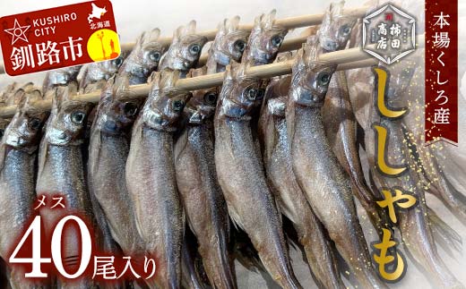 【期間限定！寄附額改定↓！】本場くしろ産 ししゃもメス40尾入り！ 本ししゃも 魚 ししゃも 魚好きのメス プチプチたまごのメス 魚介 グルメ シシャモ 北海道産 国産 魚 魚介 海の幸 _F5F-0137