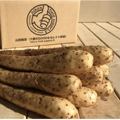 北海道十勝帯広産 ながいも 10kg【配送不可地域：離島】