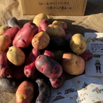【十勝ガールズ農場】直送!越冬「カラフルポテト(彩りじゃがいも)」いろいろ試せる「7種」約5kg!【配送不可地域：離島】