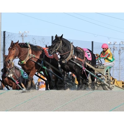 【北海道帯広】世界にたったひとつ!ばんえい競馬　個人冠協賛レース