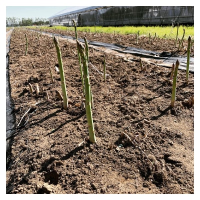 【先行受付】グリーンアスパラ2L 約800g(5月上旬より発送予定)【配送不可地域：離島】