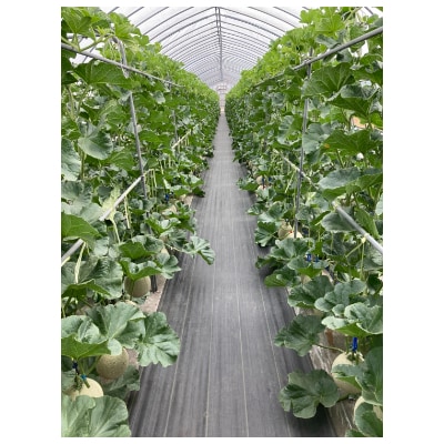 帯広メロン2玉(7月下旬より発送予定)【配送不可地域：離島・沖縄県】