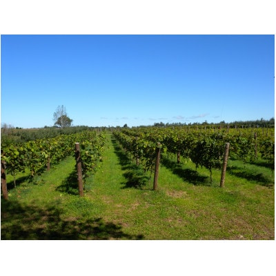 あいざわ農園　山幸ぶどうジュース【配送不可地域：離島】