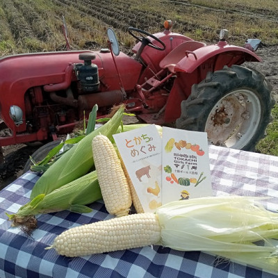 先行受付【十勝ガールズ農場】希少品種「クリスピーホワイト」10本【配送不可地域：離島】