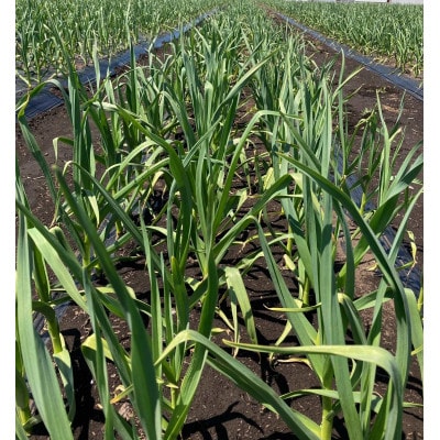 十勝野にんにく　L玉以上【1kg】