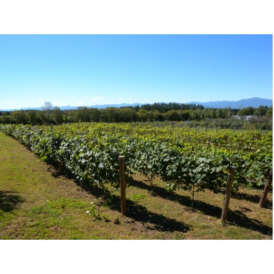 相澤ワイナリー sachirera2023 (赤ワイン)【配送不可地域：離島】