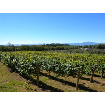 相澤ワイナリー 龍之介2024 (赤ワイン)【配送不可地域：離島】