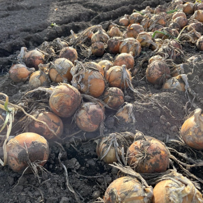 北海道十勝帯広産 玉ねぎ 10kg【配送不可地域：離島】