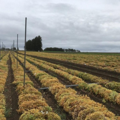 北海道十勝帯広産 ながいも 10kg【配送不可地域：離島】