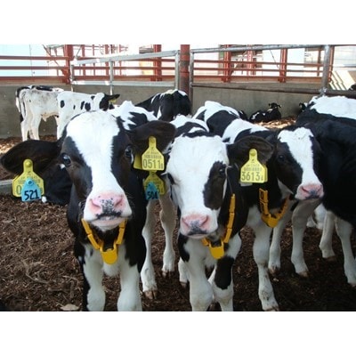 豊西牛 すき焼き用 500g ロース【配送不可地域：離島】