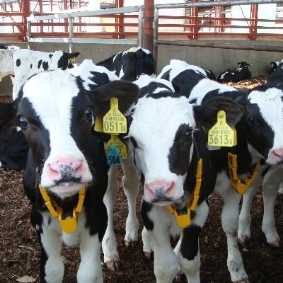 豊西牛 カルビ串 20本セット トヨニシソース付【配送不可地域：離島】