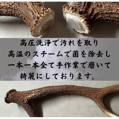 鹿の角 リング 10個入り 北海道産 アクセサリー クラフト材