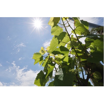 あいざわ農園　山幸ぶどうジュース【配送不可地域：離島】