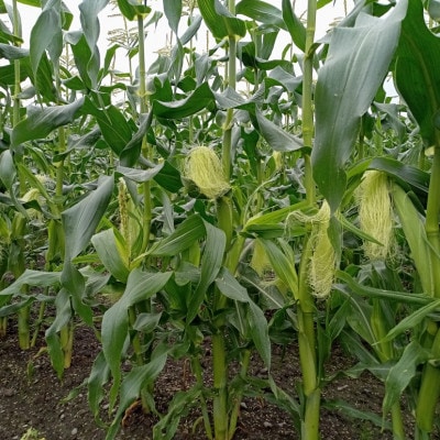 先行受付【十勝ガールズ農場】直送 ヤングコーン箱詰め 約2kg(30～35本)【配送不可地域：離島】