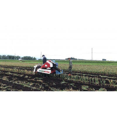 十勝野黒にんにく　バラ【1.5kg】