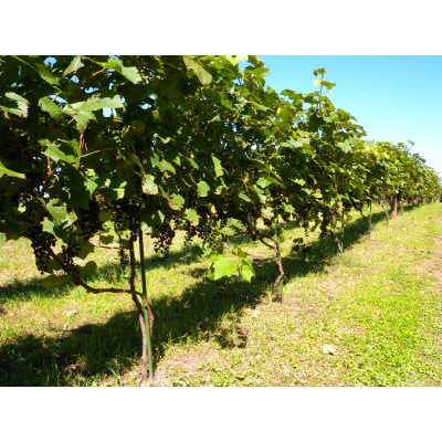 相澤ワイナリー sachirera2023 (赤ワイン)【配送不可地域：離島】