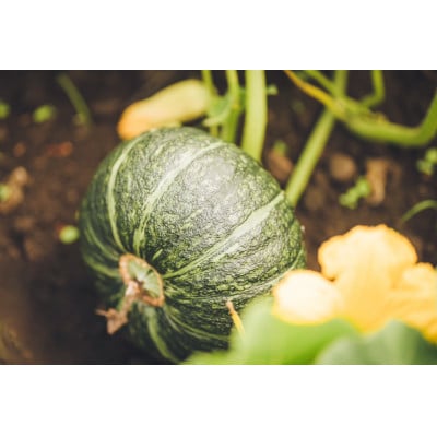 北海道帯広市産　かぼちゃ「きみまろん」5kg　糖度15～19度