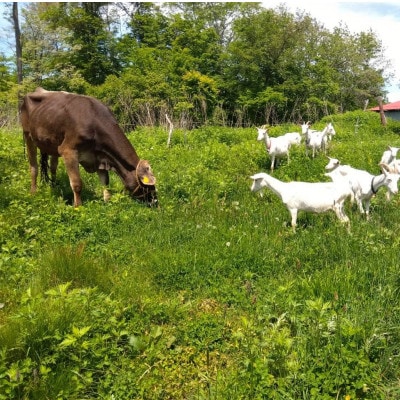 香林農園ナチュラルチーズ　ブラウンスイス牛チーズセット　北海道　日高山脈の小さなチーズ農家【配送不可地域：離島】