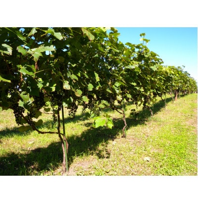 相澤ワイナリー 龍之介2024 (赤ワイン)【配送不可地域：離島】