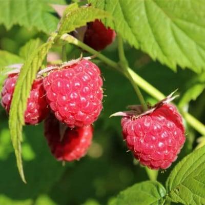 【希少!国産ラズベリーシード】ラズベリーシードオイル スポイト付き 遮光瓶入10ml×3本