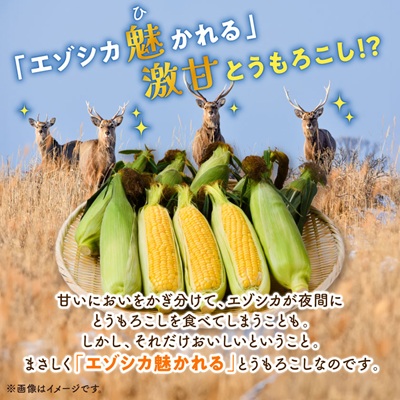 先行受付【十勝ガールズ農場】直送 朝もぎつぶつぶ「あま～いゴールドとうもろこし」10本【配送不可地域：離島】
