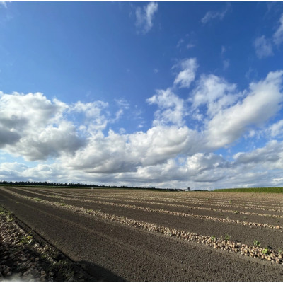 北海道十勝帯広産 ながいも 10kg【配送不可地域：離島】