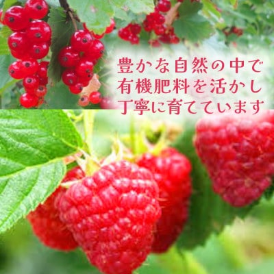 【北海道十勝産 贅沢ピューレ】冷凍ラズベリーピューレ 500g×1袋【配送不可地域：離島】