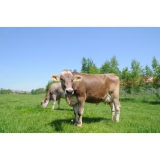 十勝橋本牧場プレミアムアイス18個【配送不可地域：離島】