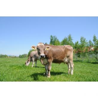 十勝ザッハトルテアイス14個【配送不可地域：離島】