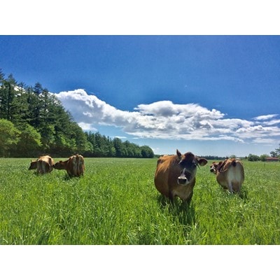 十勝ジャージーフローズンヨーグルト＆ミルキーアイスクリーム計11個セット【配送不可地域：離島】