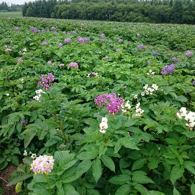 【十勝ガールズ農場】直送!新じゃが「カラフルポテト(彩りじゃがいも)」いろいろ試せる「7種」5kg!【配送不可地域：離島】