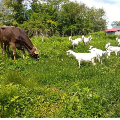 香林農園ナチュラルチーズ　牛セミハードチーズ　北海道　日高山脈の麓のチーズ農家【配送不可地域：離島】