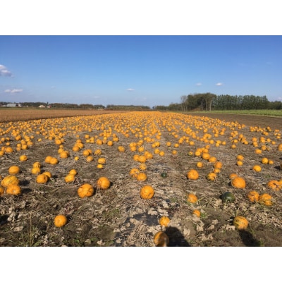 ペポカボチャの種(焙煎) 6袋入り