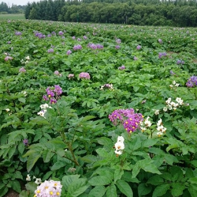 【十勝ガールズ農場】直送!越冬「カラフルポテト(彩りじゃがいも)」いろいろ試せる「7種」約5kg!【配送不可地域：離島】