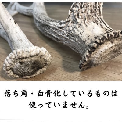 鹿の角 枝先5cm前後100gセット 北海道産 アクセサリー クラフト材