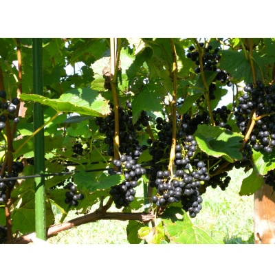 あいざわ農園　山幸ぶどうジュース【配送不可地域：離島】