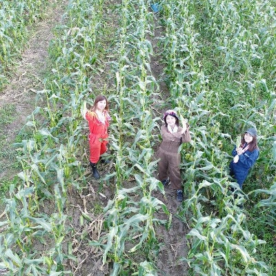 先行受付【十勝ガールズ農場】訳あり 希少品種「クリスピーホワイト」25本【配送不可地域：離島】