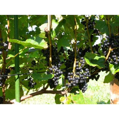 相澤ワイナリー sachirera2023 (赤ワイン)【配送不可地域：離島】