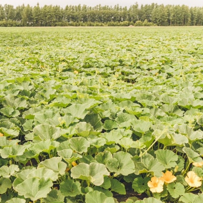 北海道帯広市産　かぼちゃ「きみまろん」10kg　糖度15～19