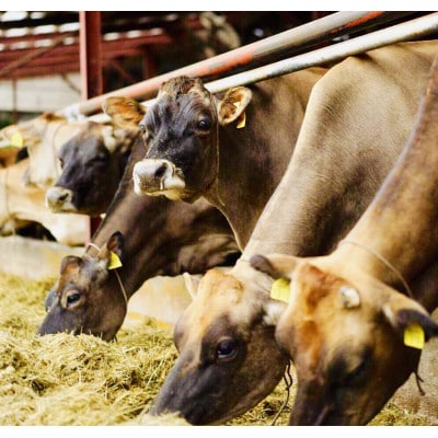 ゴールデンジャージー　長期熟成ストロングゴーダ　500g【配送不可地域：離島】