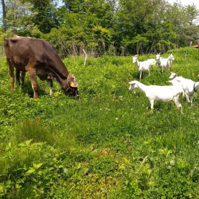 香林農園ナチュラルチーズ　山羊と牛のチーズセット　北海道　日高山脈の小さなチーズ農家【配送不可地域：離島】