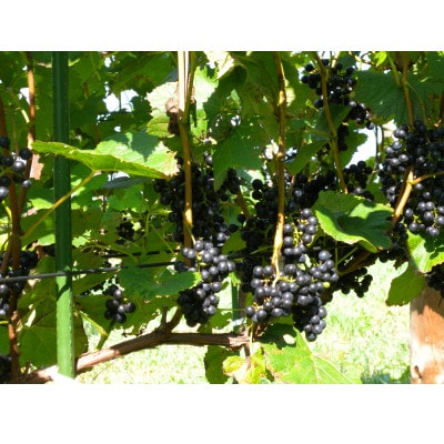 相澤ワイナリー 龍之介2024 (赤ワイン)【配送不可地域：離島】